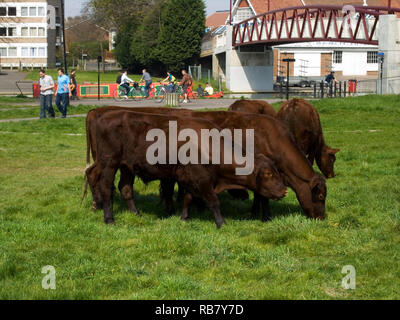 Bovini sul comune di mezza estate 2007, Cambridge Foto Stock