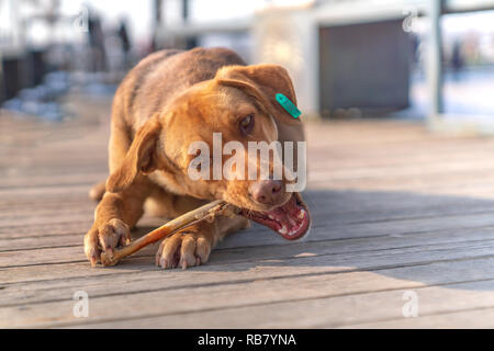 Brown Stray Dog osso di mangiare in un marciapiede Foto Stock