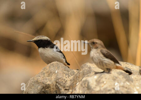 Una coppia di uccelli su una pietra.Arabian culbianco / Oenanthe lugentoides Foto Stock