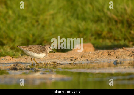 Di Temminck Stint / Calidris temminckii Foto Stock