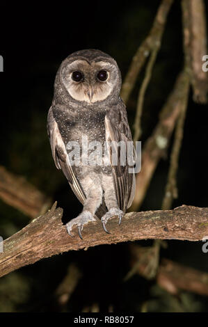 Maggiore Fuligginosa Gufo appollaiato in habitat. Foto Stock