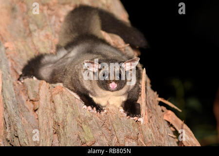 Ventre giallo Glider. Foto Stock