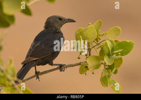 Tristram's / Starling Onychognathus tristramii. Femmina su un ramo Foto Stock