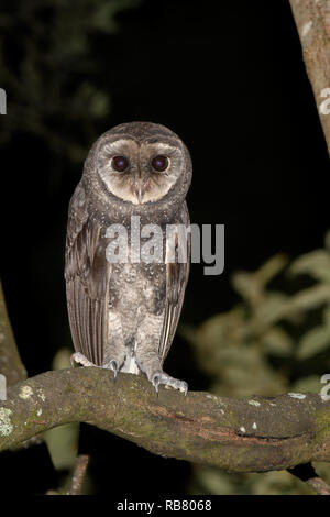 Maggiore Fuligginosa Gufo appollaiato in habitat. Foto Stock