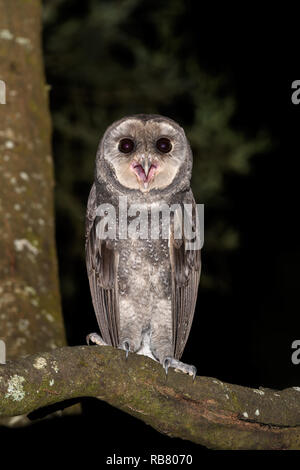 Maggiore Fuligginosa Gufo appollaiato in habitat. Foto Stock