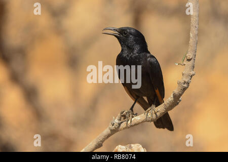 Tristram's / Starling Onychognathus tristramii. Maschio su un ramo Foto Stock