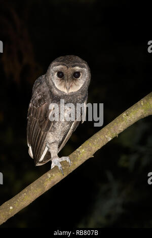 Maggiore Fuligginosa Gufo appollaiato in habitat. Foto Stock