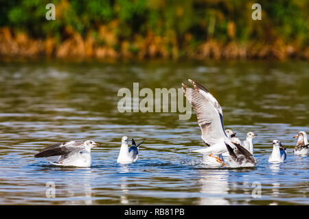 Pesce! La battaglia di gabbiani. Lago Naivasha, Kenya Foto Stock