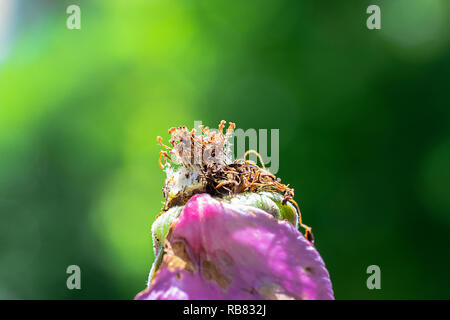 Appassì Prink Rosa nel sun Foto Stock