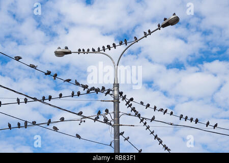 Piccioni sul calcestruzzo elettrico pole Foto Stock