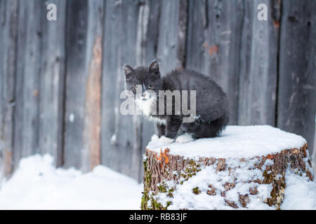 Poco carino gattino smoky colore siede su un log Foto Stock