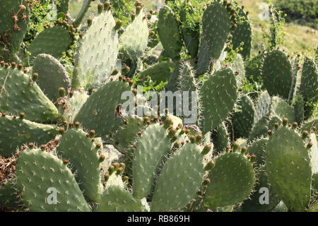 Paesaggio di cactus. Ficodindia cactus o l' Opuntia ficus indica con ancora frutti verdi Foto Stock
