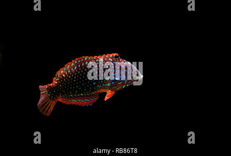 Ornati in Leopard wrasse pesce in Coral Reef Aquarium serbatoio Foto Stock