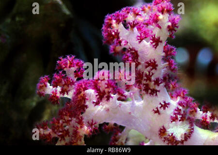 Struttura di garofano Coral (Dendronephthya sp.) Foto Stock