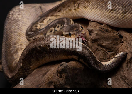 rettile, morfo, esotico, serpente, animale domestico, fauna, natura, pelle, serpenti, sfondo, pitone, adulto, scale, primo piano, ballpython, serpente occhio, serpen Foto Stock