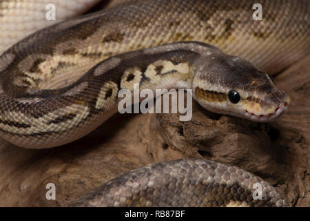 rettile, morfo, esotico, serpente, animale domestico, fauna, natura, pelle, serpenti, sfondo, pitone, adulto, scale, primo piano, ballpython, serpente occhio, serpen Foto Stock