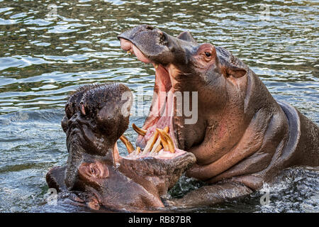 Combattimenti ippopotami / ippopotami (Hippopotamus amphibius) nel lago che mostra denti enormi e grandi zanne canino in ampia bocca aperta Foto Stock