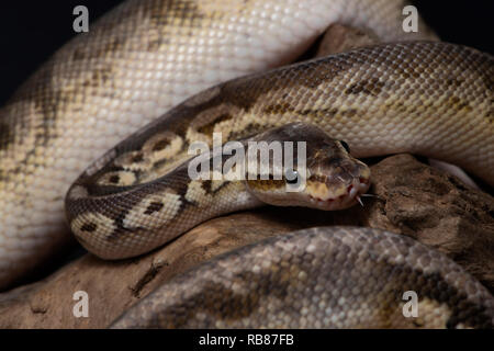 rettile, morfo, esotico, serpente, animale domestico, fauna, natura, pelle, serpenti, sfondo, pitone, adulto, scale, primo piano, ballpython, serpente occhio, serpen Foto Stock