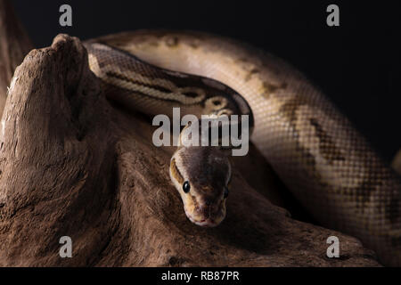 rettile, morfo, esotico, serpente, animale domestico, fauna, natura, pelle, serpenti, sfondo, pitone, adulto, scale, primo piano, ballpython, serpente occhio, serpen Foto Stock