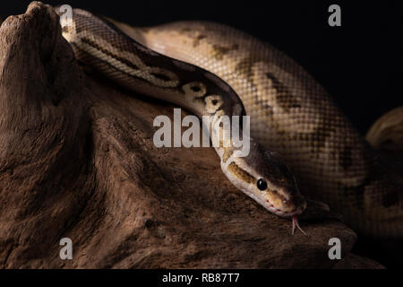 rettile, morfo, esotico, serpente, animale domestico, fauna, natura, pelle, serpenti, sfondo, pitone, adulto, scale, primo piano, ballpython, serpente occhio, serpen Foto Stock