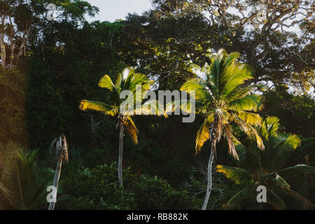 Foto di palme al sole Foto Stock