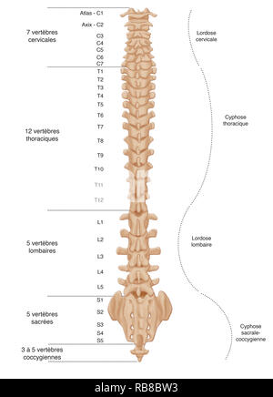 La colonna vertebrale, illustrazione Foto Stock