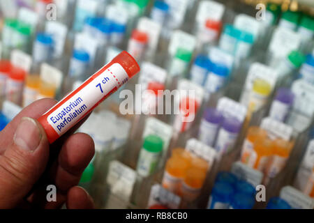 Farmacia. Medicinali omeopatici. Eupatorium perfoliatum. La Francia. Foto Stock