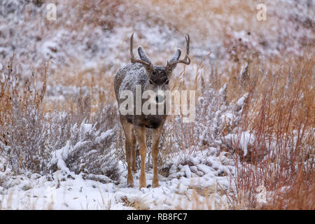 Mule Deer buck Odocoileus hemionus in inverno la neve campo con corna di cervo Foto Stock