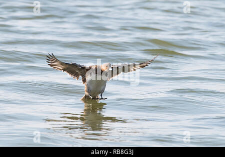 Le anatre bastarde battenti di fronte ad un lago. Foto Stock