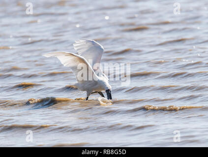 Nero-di fronte Spoonbill isolati su sfondo bianco Foto Stock