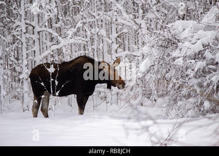 Una mucca alci roditura su un ramo in una coperta di neve bianca invernale forest Foto Stock