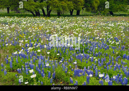 Texas bluebonnets e pungenti poppies in un ampio campo, Willow City, Gillespie County, Texas, Stati Uniti d'America Foto Stock