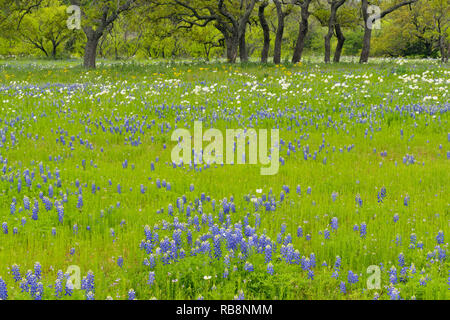 Texas bluebonnets e pungenti poppies in un ampio campo, Willow City, Gillespie County, Texas, Stati Uniti d'America Foto Stock