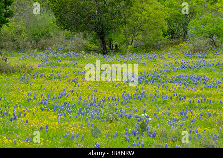 Texas bluebonnets in un campo con dogweed, Willow City Loop, Gillespie County, Texas, Stati Uniti d'America Foto Stock