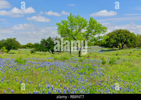 Strada fiori selvatici lungo Threadgill Creek Road con Texas bluebonnets, Mason County, Texas, Stati Uniti d'America Foto Stock