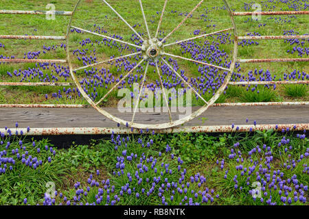 Texas bluebonnets e un fenceline rurale, Adamsville, Texas, Stati Uniti d'America Foto Stock