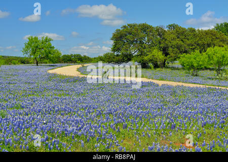 Strada fiori selvatici lungo Threadgill Creek Road con Texas bluebonnets, Mason County, Texas, Stati Uniti d'America Foto Stock