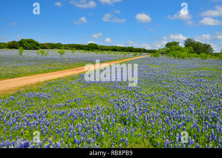 Strada fiori selvatici lungo Threadgill Creek Road con Texas bluebonnets, Mason County, Texas, Stati Uniti d'America Foto Stock