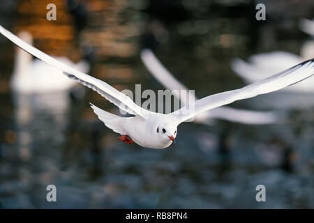 Testa nera seagull acqua oltre al tramonto in inverno Foto Stock