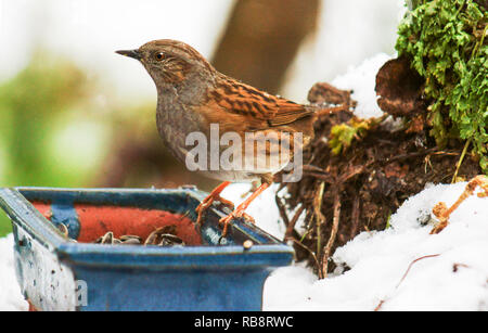 Dunnock o Hedge Sparrow (Prunella modularis) su una tavola di uccelli in inverno. Foto Stock