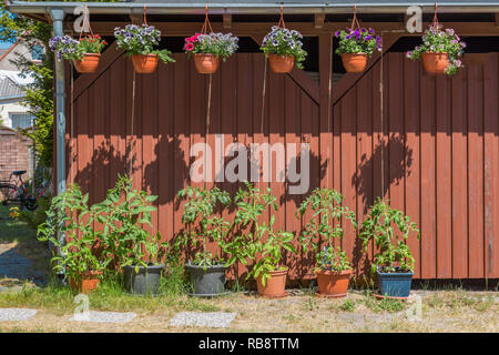 Bella casa decorazione con vasi sospesi e le piante di pomodoro su una facciata Foto Stock