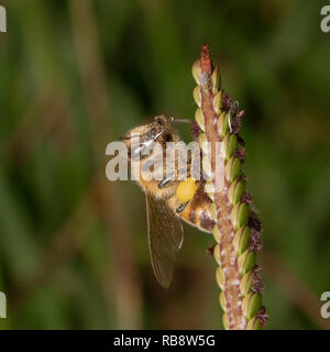 Il miele delle api è seduta su una pianta guardando la telecamera con un bellissimo sfondo verde Foto Stock