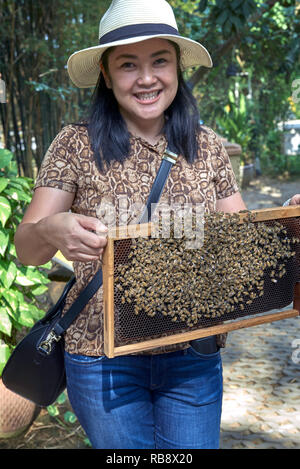 Le api. Donna che mantiene un telaio con una colonia orientale di api mellifere, Apis cerana, in corrispondenza di una Thailandia Fattoria api, sud-est asiatico Foto Stock