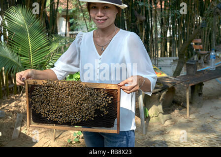 Le api. Donna che mantiene un telaio con una colonia orientale di api mellifere, Apis cerana, in corrispondenza di una Thailandia Fattoria api, sud-est asiatico Foto Stock