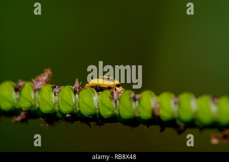 Giallo e nero posto ladybug camminare su un ponte di una pianta con sfondo verde Foto Stock