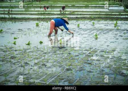 Lavoratori di campo in ricefields di Bali. Foto Stock