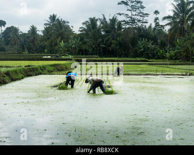 Lavoratori di campo in ricefields di Bali. Foto Stock