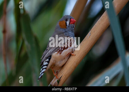 Una bella foto di una bella Zebra finch (Taeniopygia guttata) Foto Stock