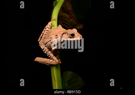 Borneo Eared Rana - Adulti (Polypedates otilophus) Foto Stock