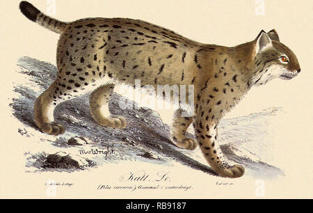 Lince europea, Felis lynx Foto Stock